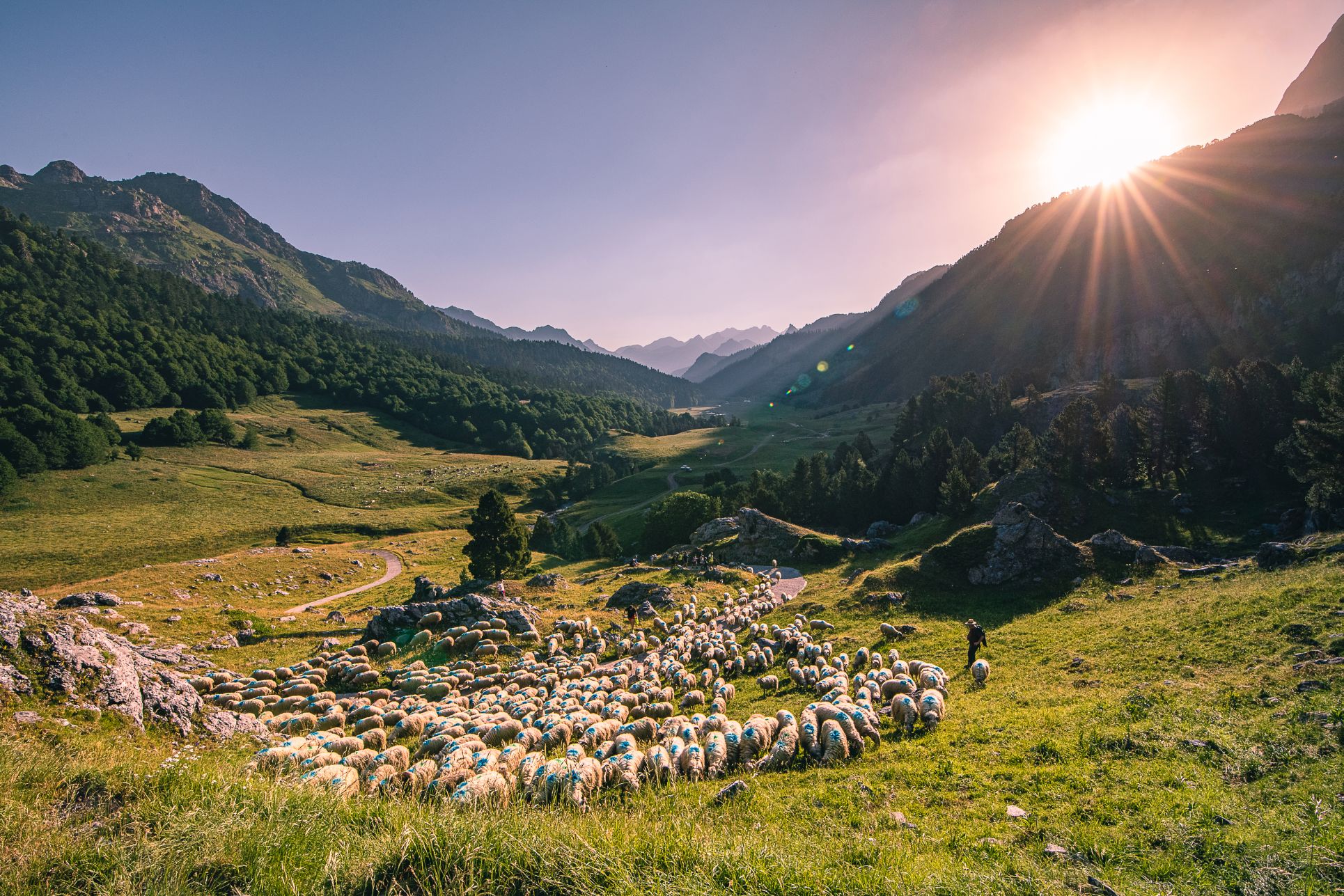 La transhumance en vallée d'Ossau